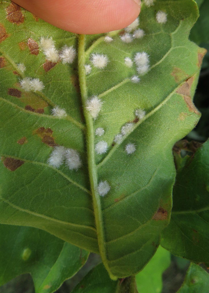Neuroterus floccosus