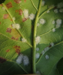 Neuroterus floccosus