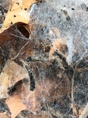 Thaumetopoea processionea