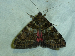 Catocala coniuncta