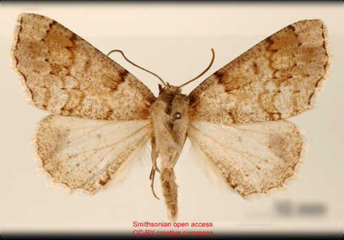 Brachyctenistis