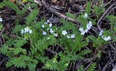 Polemonium pulcherrimum delicatum