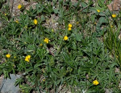 Potentilla pulcherrima