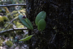 Stelis retusa