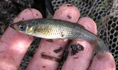 Fundulus nottii