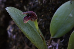 Stelis retusa