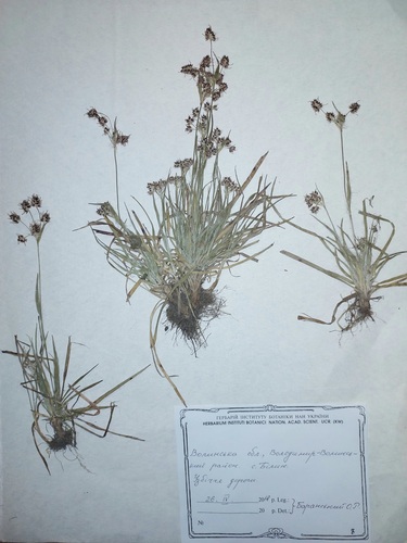 Luzula pallidula iNat (1)