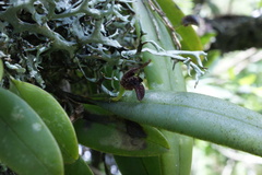Stelis retusa