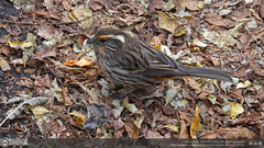 Chinese White-Browed Rosefinch photo 3