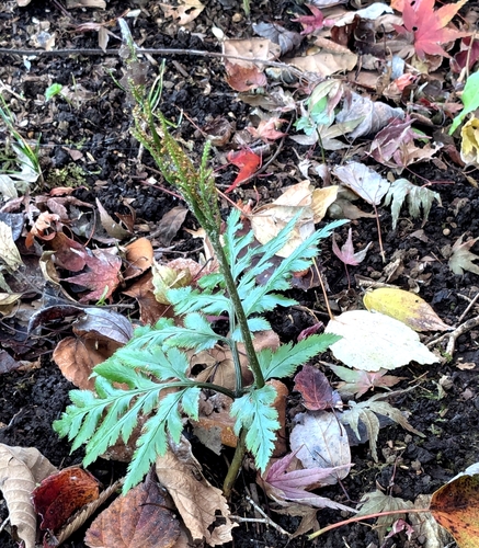Image of Sceptridium japonicum by (c) mami_t_t, some rights reserved (CC BY)
