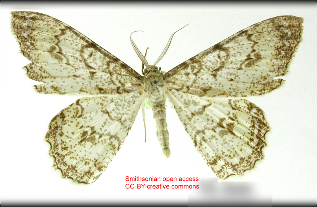 Epimecis benepicta