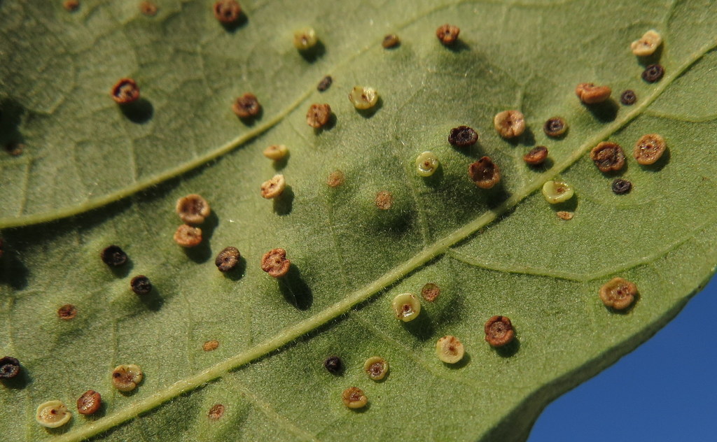 Jumping Gall Wasp