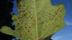 Neuroterus saltarius