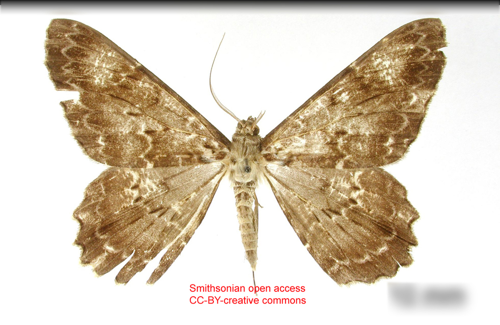 Epimecis funeraria
