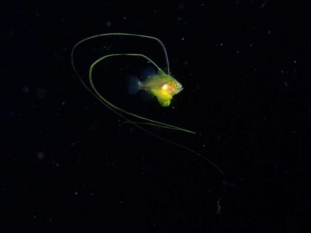 Barred soapfish (Diploprion bifasciatum) — Serranidae