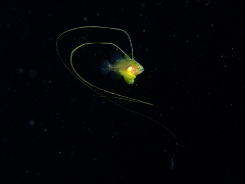 Barred soapfish (Diploprion bifasciatum) — Serranidae