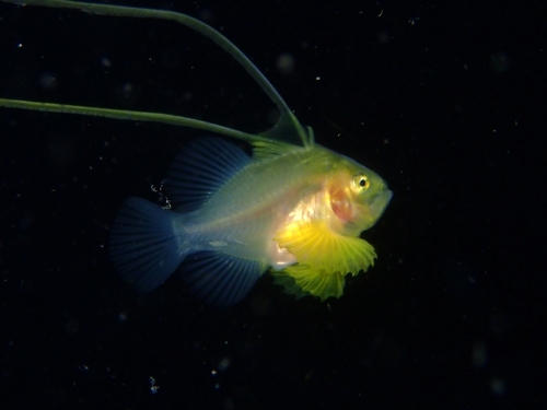 Barred soapfish (Diploprion bifasciatum) — Serranidae — 3
