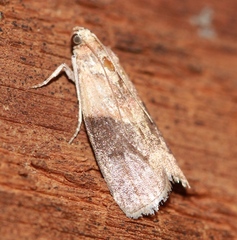 Acrobasis caryalbella