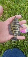 Heterotilapia buettikoferi