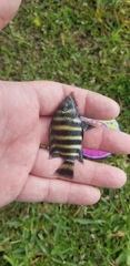 Heterotilapia buettikoferi