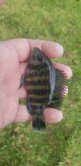 Heterotilapia buettikoferi
