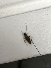 Ectobius lapponicus