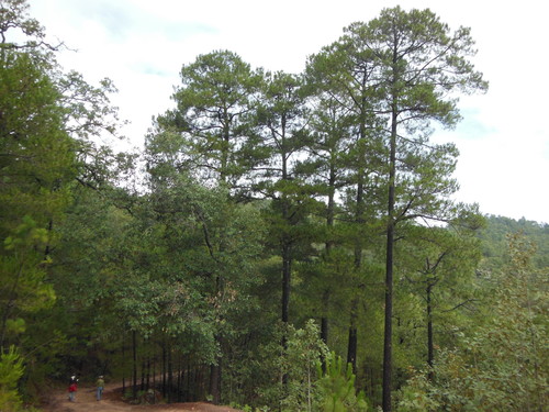 Herrera's pine