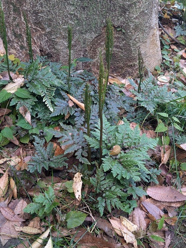 Japan grapefern (Sceptridium japonicum)