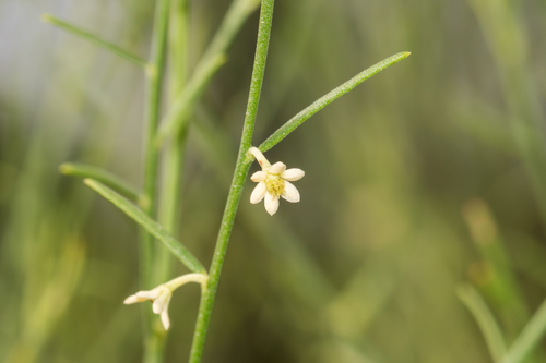 Sauropus stenocladus