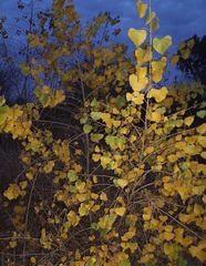 Populus fremontii