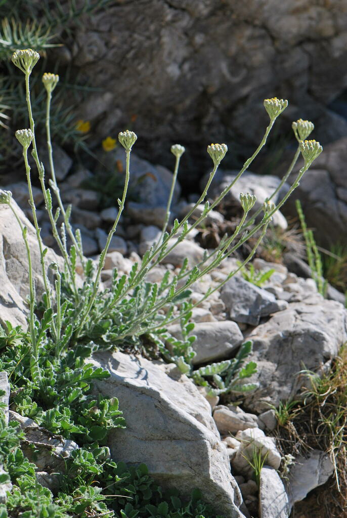Achillea taygetea