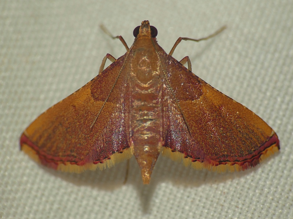 Endotricha mesenterialis