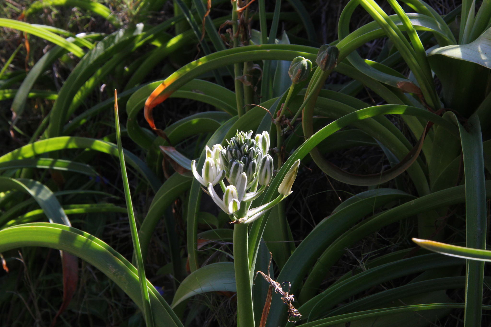 Imagem de Albuca nelsonii