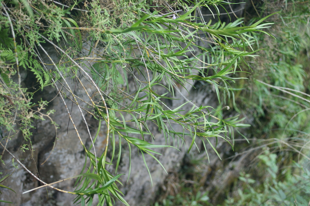 Nemaconia dressleriana