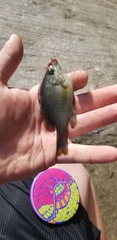 Lepomis punctatus