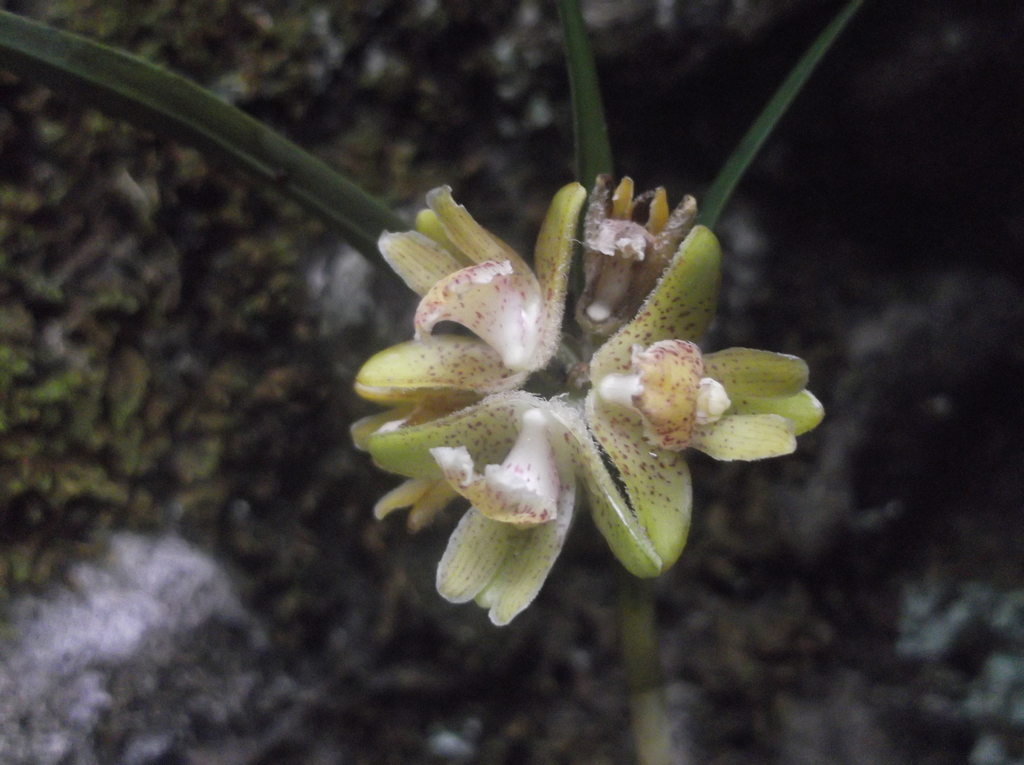 Nemaconia