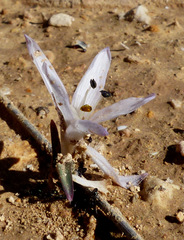 Colchicum antilibanoticum