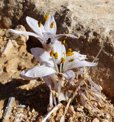 Colchicum antilibanoticum