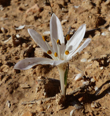 Colchicum antilibanoticum