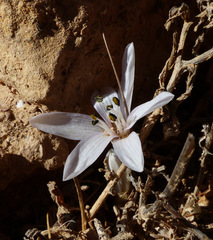 Colchicum antilibanoticum