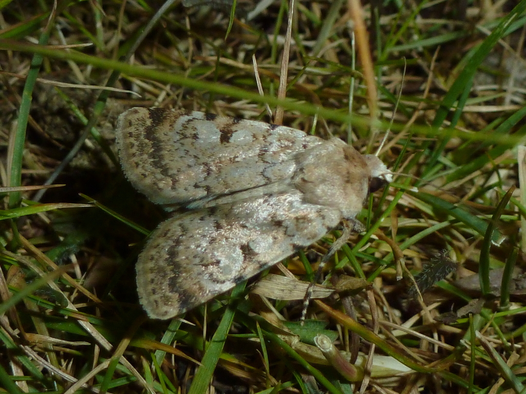 Chersotis cyrnea