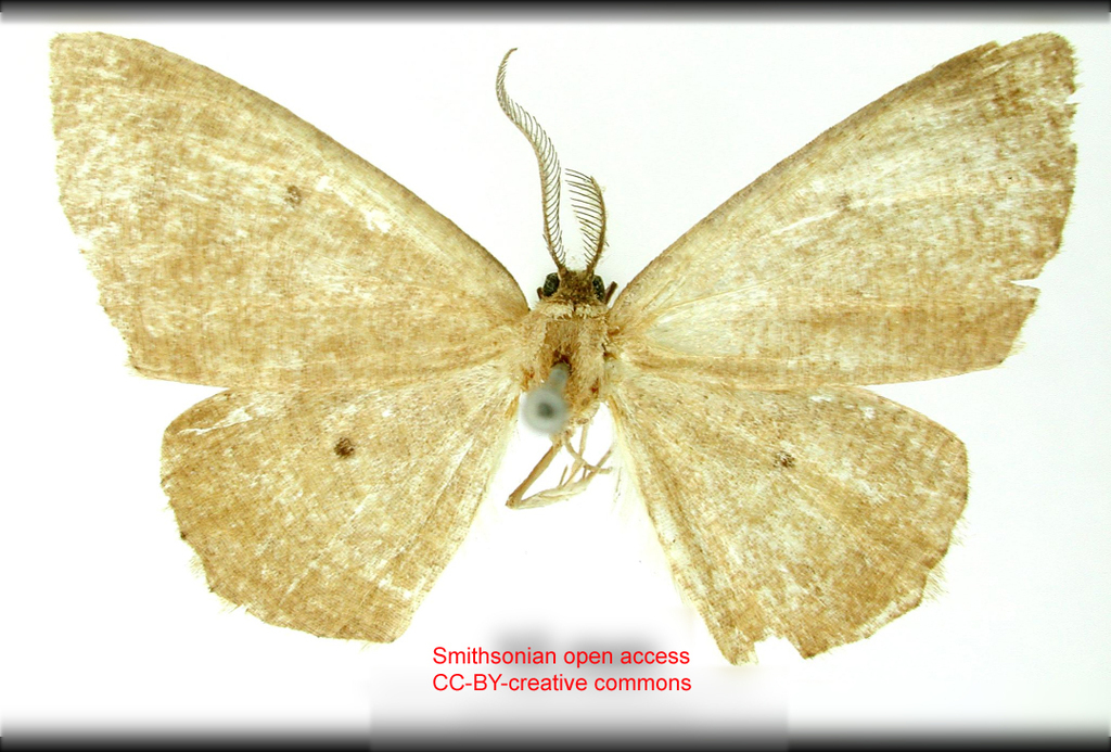 Cabera carnea
