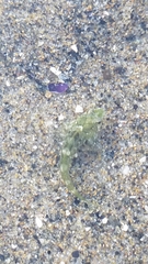 Oligocottus maculosus