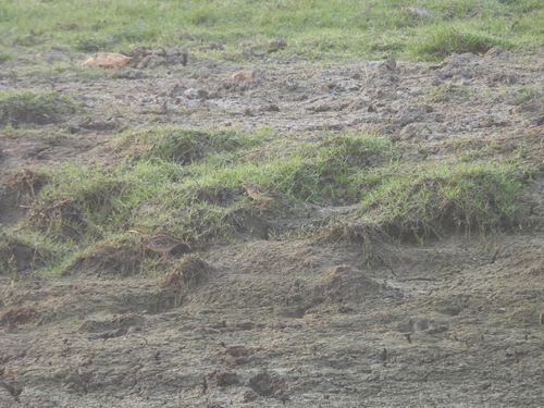 Oriental Skylark (Alauda gulgula), photo 6