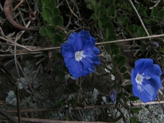 Evolvulus bogotensis