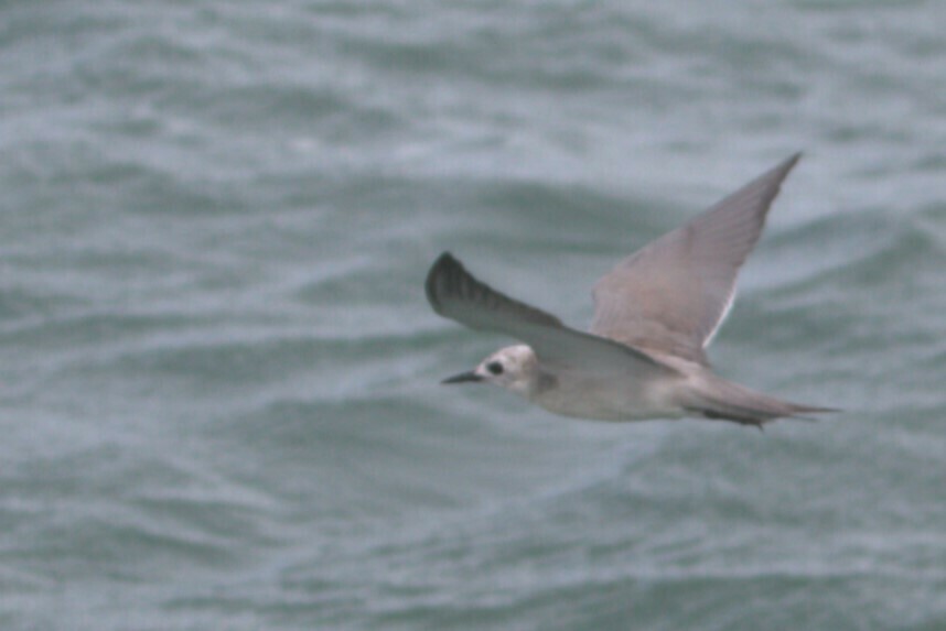 Grey noddy, iNaturalist research-grade observation