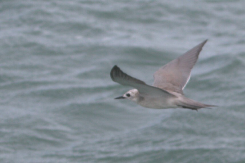 Grey Noddy illustration