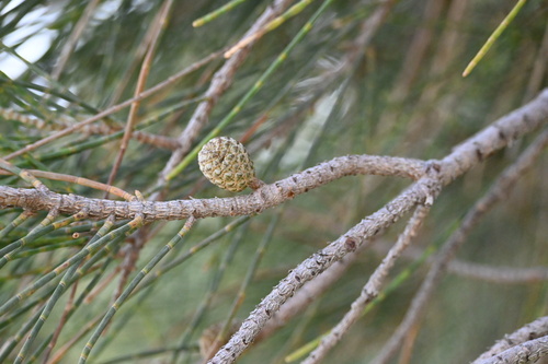 Casuarina obesa observed 2024-10-14