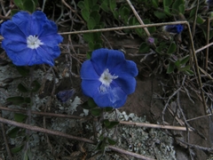 Evolvulus bogotensis