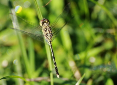 Diplacodes trivialis